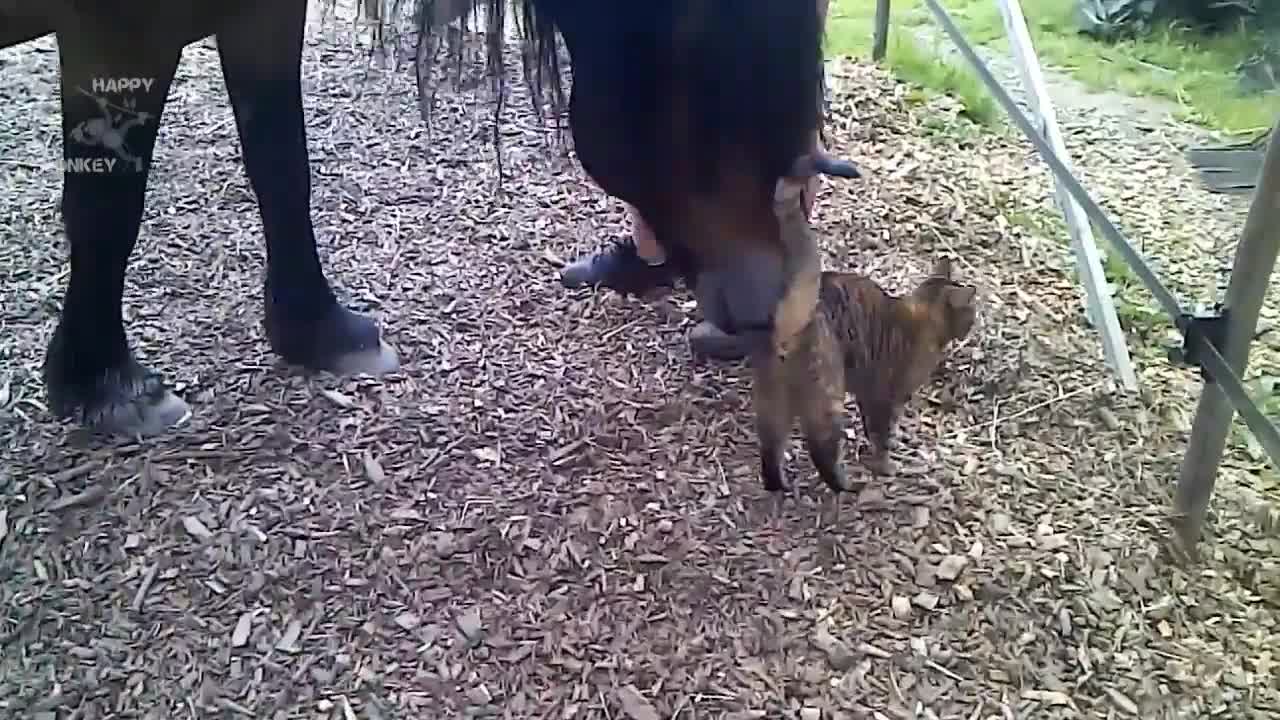 Horse and Cat are best firends.