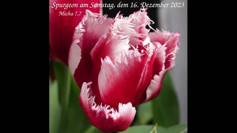 Spurgeon am Samstag, dem 16. Dezember 2023