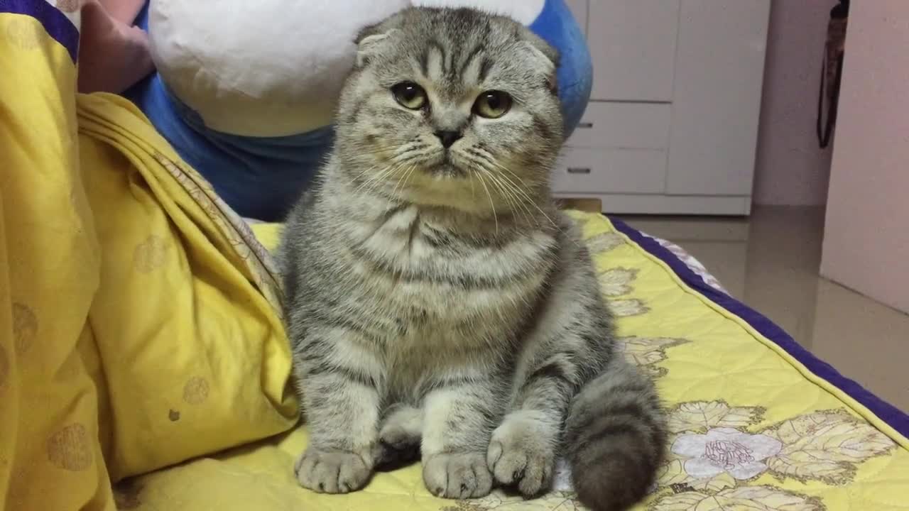 Sad Cat Misses His Owner