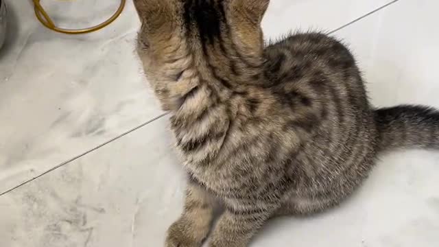 A little girl downstairs in my house has a very cute kitten
