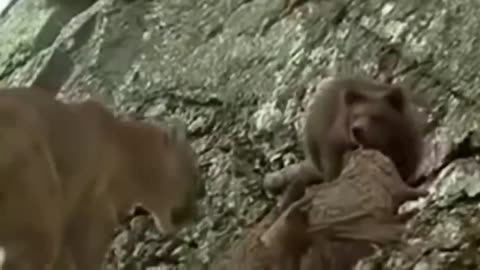 LION STEAL BABY BEAR - Mother Bear Save Her Baby From Lion