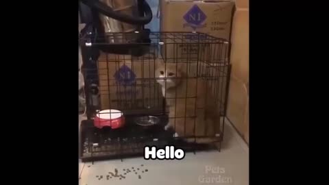 Funny animals for you to laugh a lot