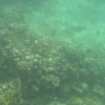 Snorkeling Adventures Philippines. Wow check out the bright blue fish and new corals growing