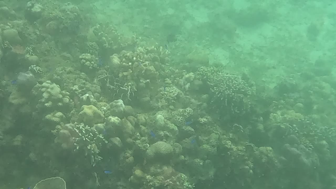 Snorkeling Adventures Philippines. Wow check out the bright blue fish and new corals growing