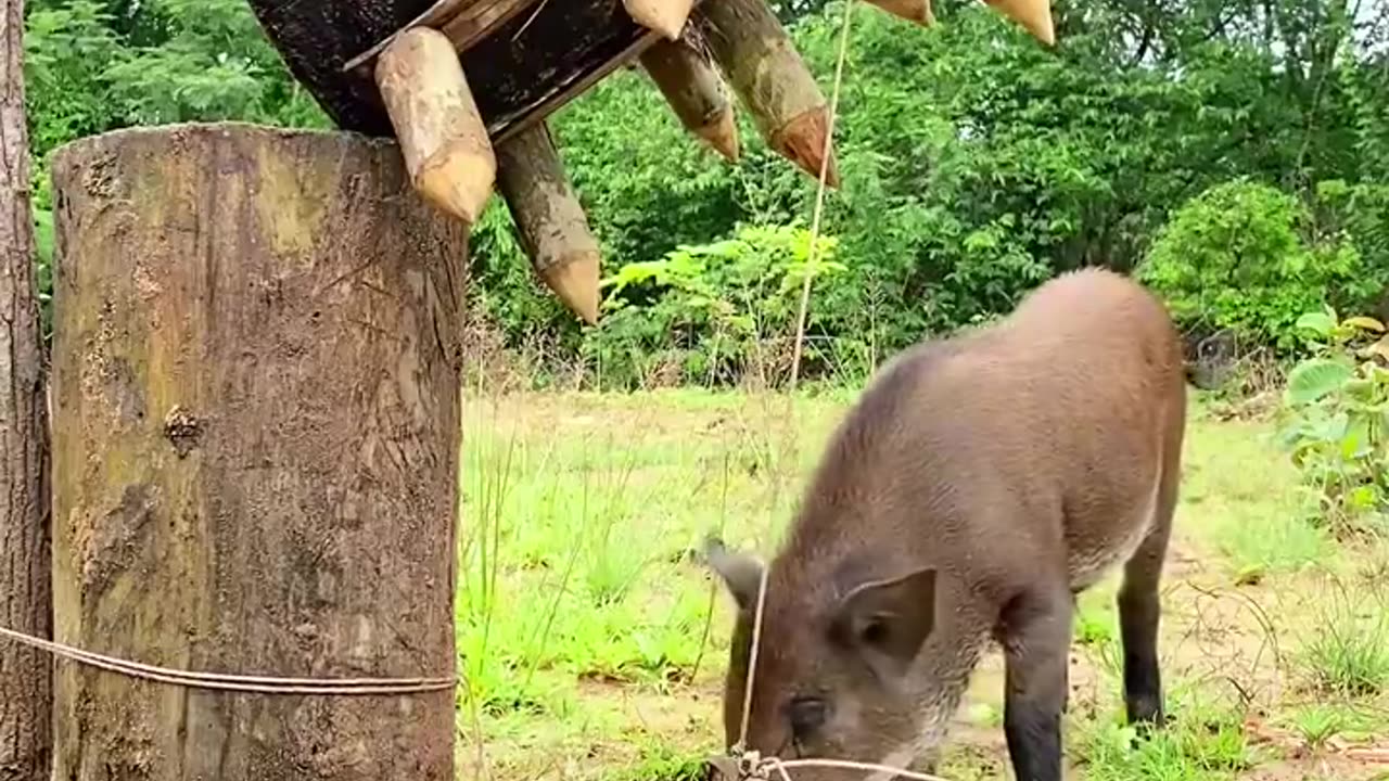 Creative Unique Wild Pig Trap Using Wood