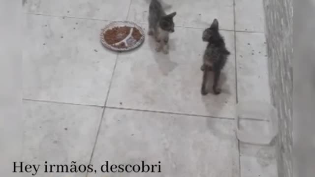 Gatinhos para adoção