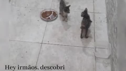 Gatinhos para adoção