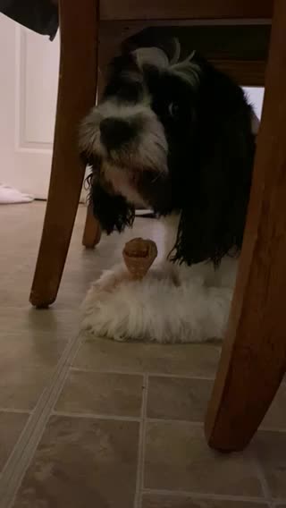 Puppy says no way!!! To haircut!!!