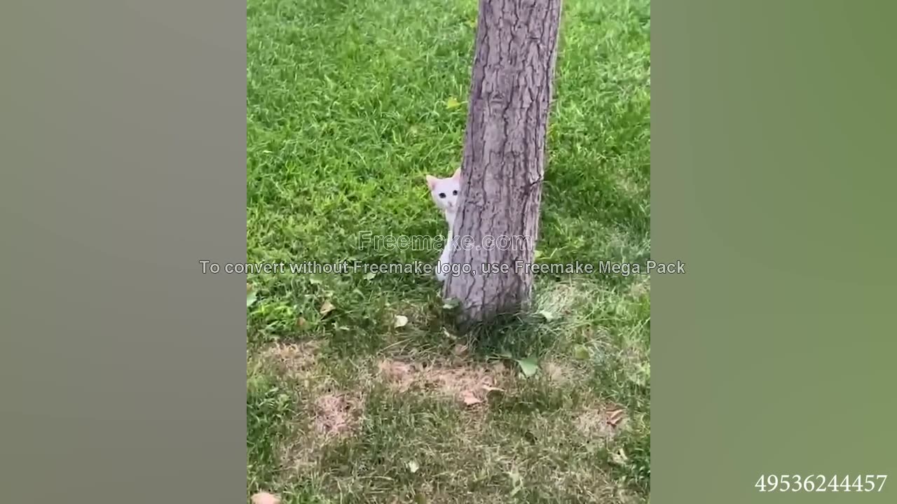 FUNNY LMAO CAT NIP,S (clips) :0