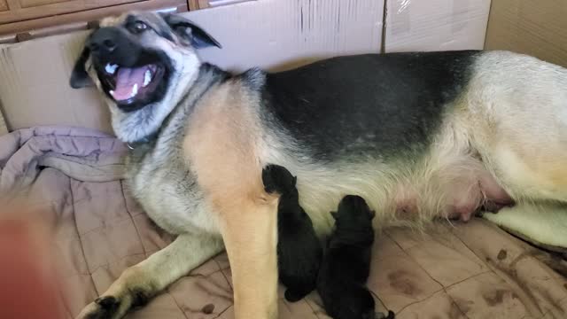 Maggie whelping pups