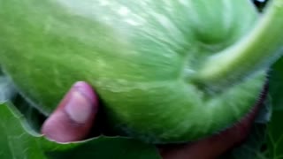 Garden Harvest | Bottle Gourd | Vegetable Garden