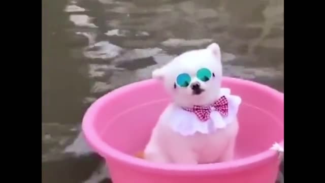 cute dog