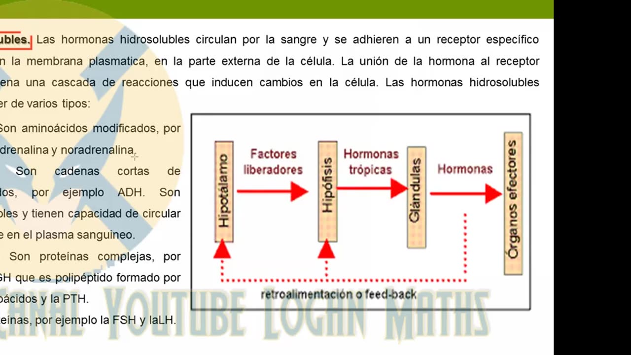 REPASO GRUPO SAN MARCOS 2022 | Semana 04 | Anatomía