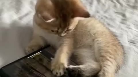 funny cat video pt 4