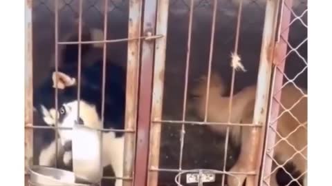 Husky Funny video