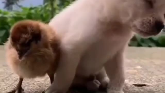 JUST 5 MINUTES MORE 😴🐶🐥