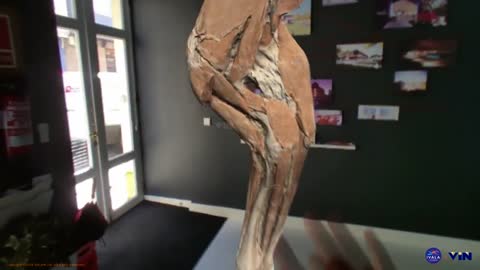 Augmented reality fun - 3D Veterinary Anatomy, IVALA