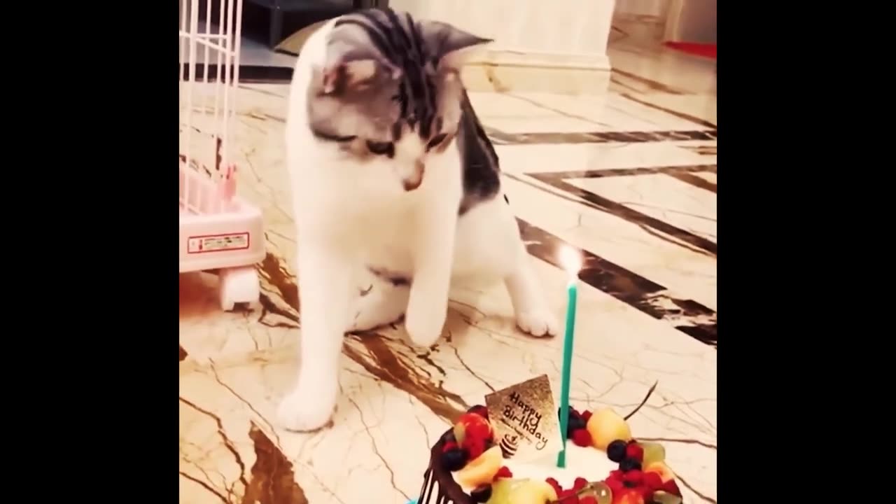 Funny animal compilations: Funniest Animals Ever Caught on Camera