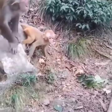 funny video 😂😂#subscribe #trending #yt #ytshorts #youtubeshorts #funnyvideo #youtube