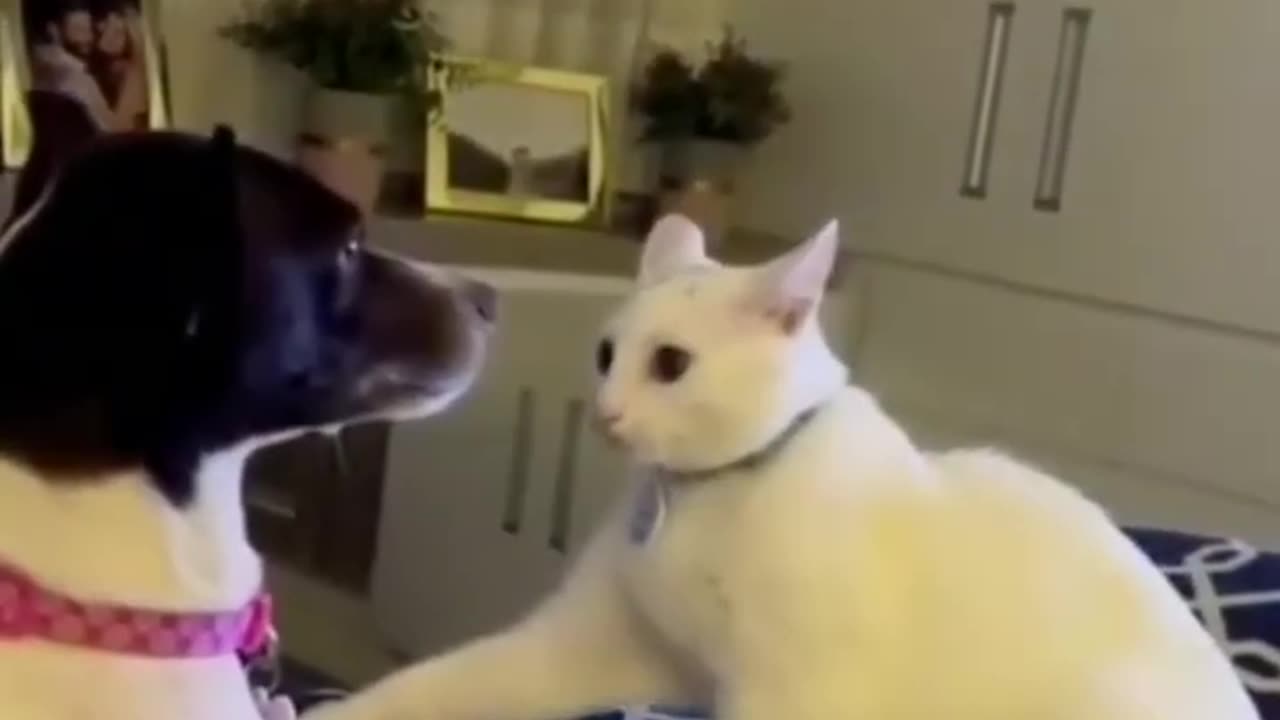 Funny cats and dogs 2024