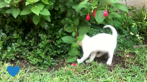 Cute kitten doing funny things with flowers🐱