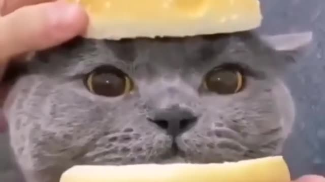 cat_food_#food_#catvideos_#viral_#shorts_#cutecat_#shortclip_#catburger_#funnycats_#viralvideo