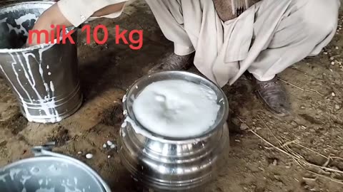 Milk 1 time 10 kg cross cow