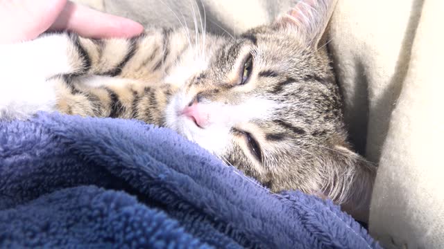 Adorable Purring Baby Cat Sleeps on Mom's Belly