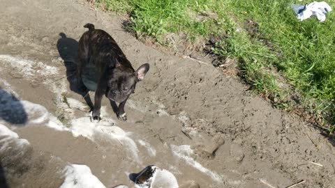 Dog, lake, fun.