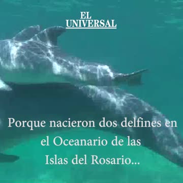 Video: Conoce a Sol y Kristal, dos crías de Delfín que nacieron en las Islas del Rosario