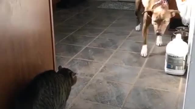 The naughty cat terrorizes the poor dog | Funny Pet 😂😜