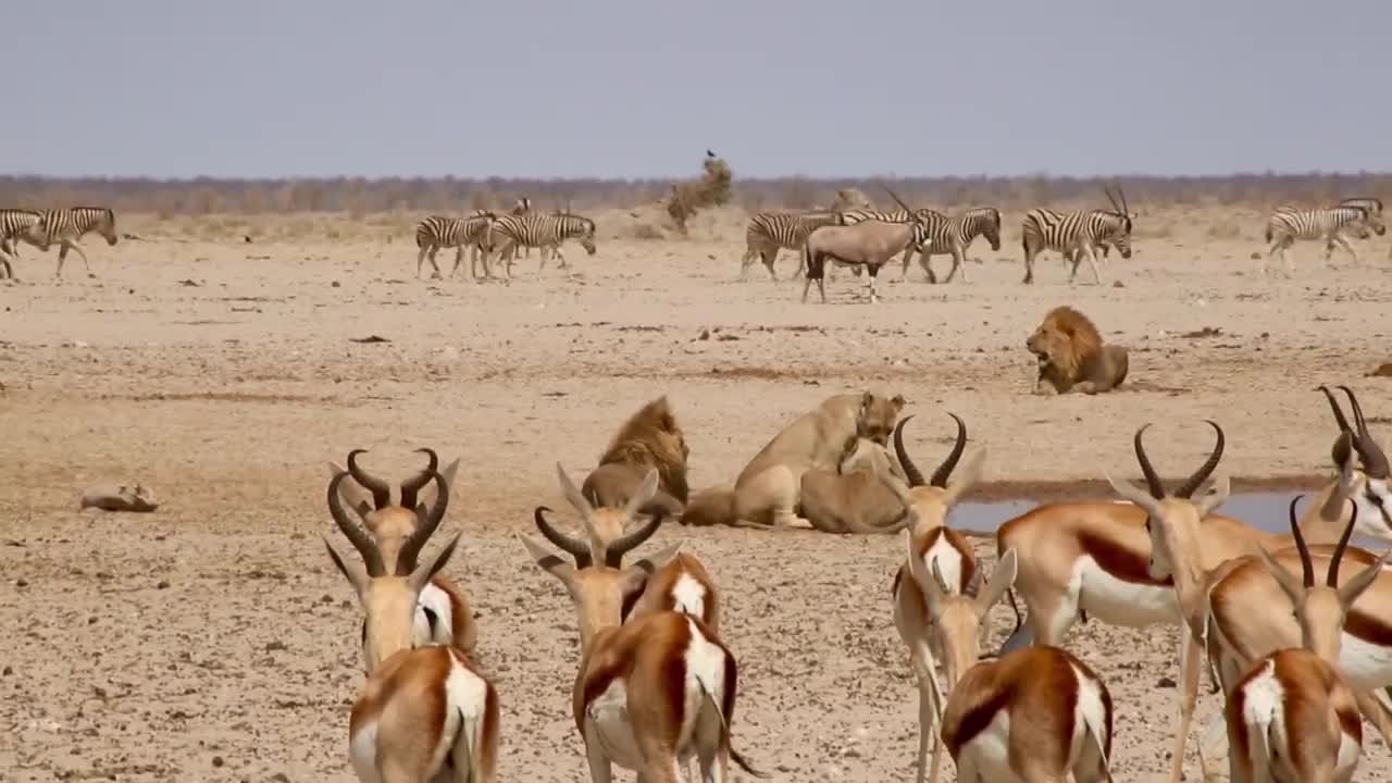 Animals in namibia