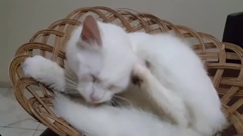 White cat, stretch on the bed