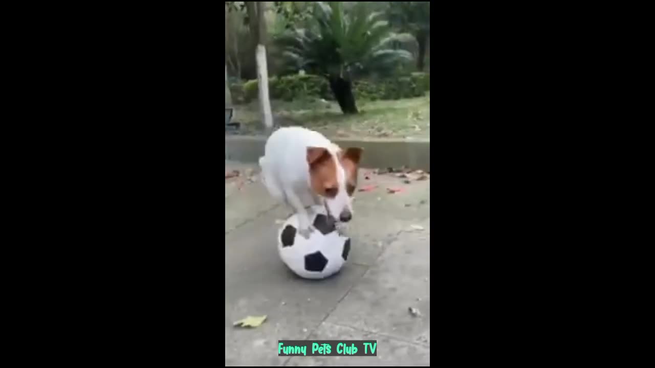 Funny Animal Videos 🤣 Funniest Cats and Dogs Videos 2024