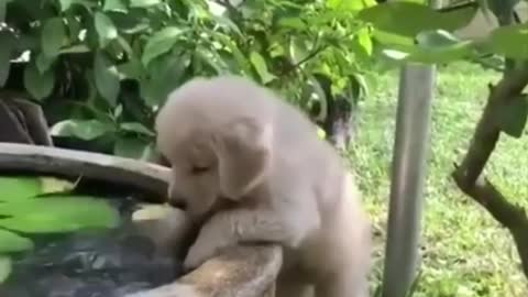 Cute baby animals video