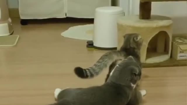 Funniest Cats 😹 - Don't try to hold back Laughter 😂 - Funny Cats Life