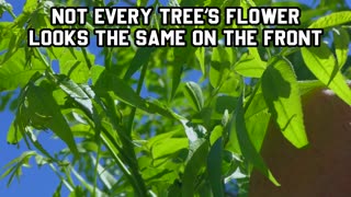 PECAN TREE CLUSTERS are where the nuts will grow out of