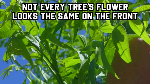 PECAN TREE CLUSTERS are where the nuts will grow out of