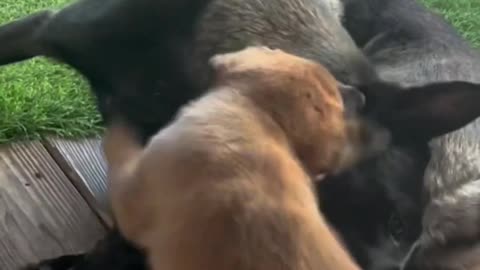 Puppy Plays With His Mom #puppy #doglife #dogfunny