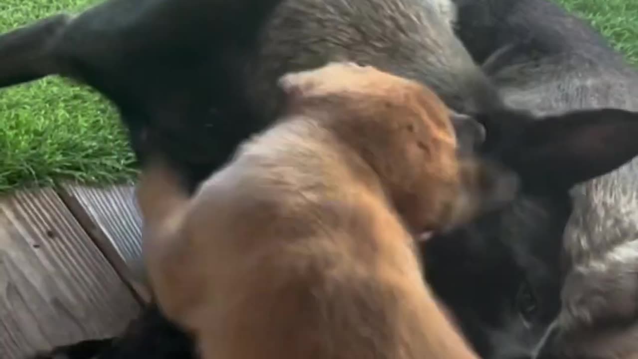 Puppy Plays With His Mom #puppy #doglife #dogfunny