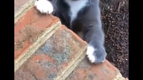 Funniest Cats Ever Don't Try To Stop Laughing