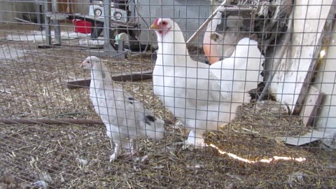 Valley quail and bobwhite chicks