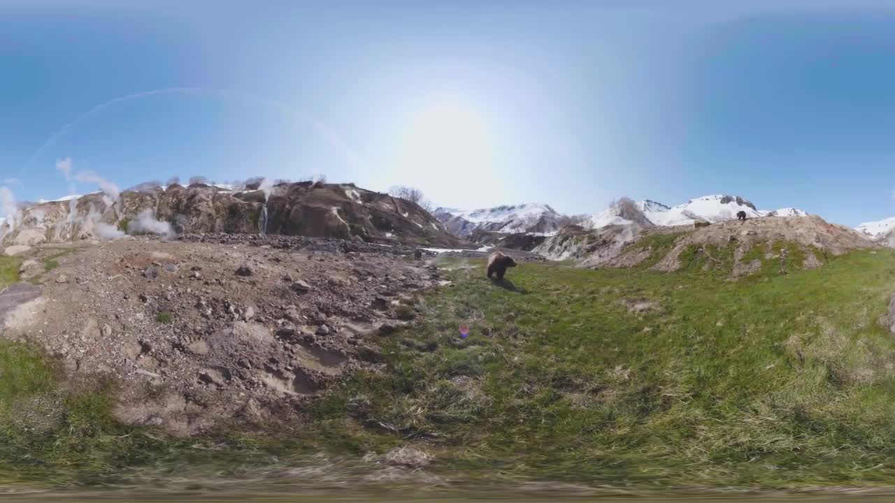 Bears Brave Boiling Pools To Feed | VR 360 | Seven Worlds, One Planet