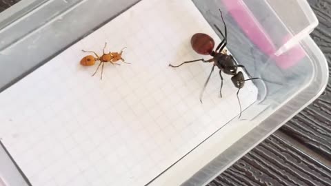 Funny Creatures