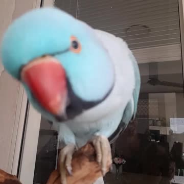 Blue parrot playing inside the bird house and playing with wooden and iron sticks
