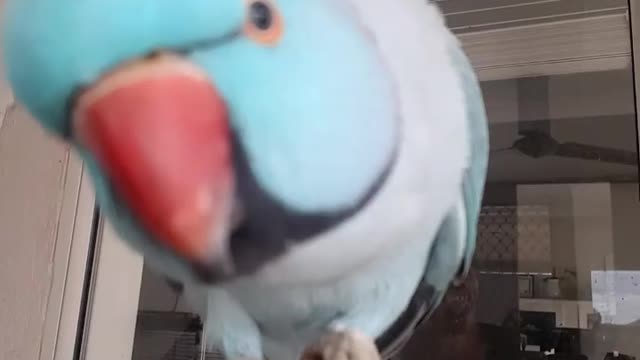 Blue parrot playing inside the bird house and playing with wooden and iron sticks