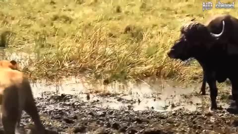 Leopard vs 10 Monkeys vs Cobra - Mother Buffalo rescue success newborn Buffalo from the king Lions