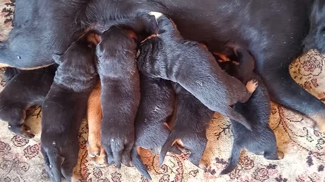 Una madre que cuida sus bebes