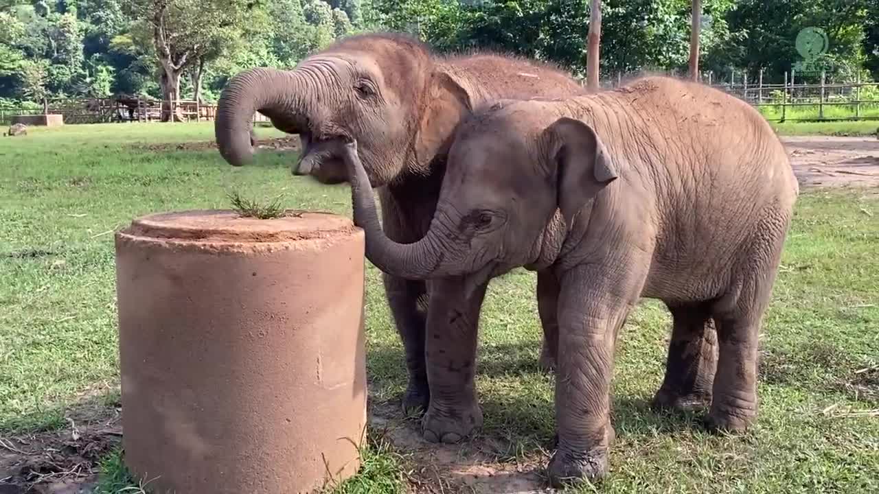 Baby Elephant Tries To Figure It Out How To Eat Grass On The Top Of Cement Pipe - ElephantNews