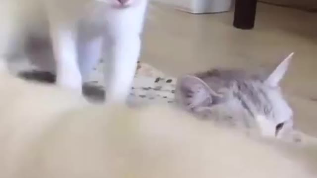 Small baby cat realize emotion's to mother,,